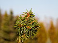 Picea abies Cieszowa (Burdana) IMG_1935 Świerk pospolity